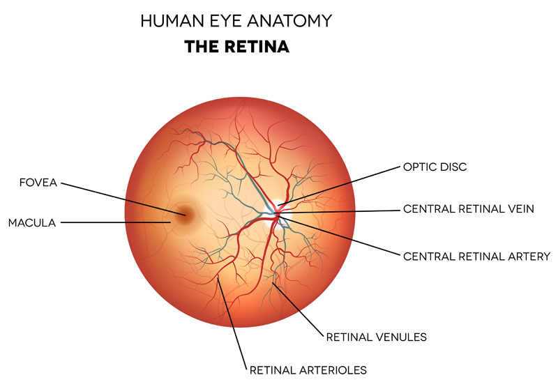 What is the fovea? – Front Range Retina